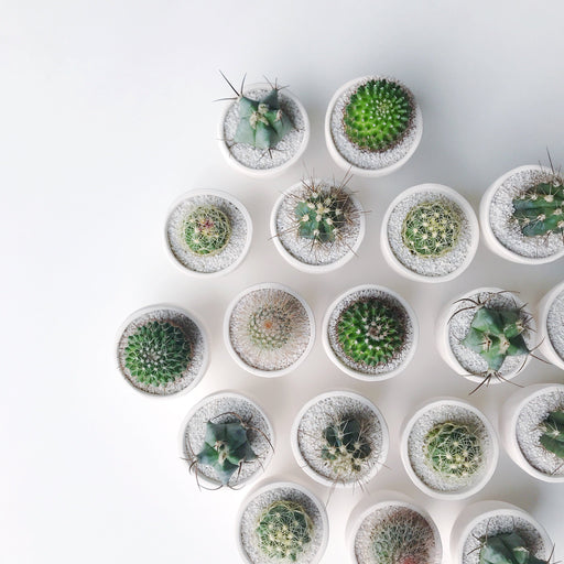 SURPRISE! Small Cactus + Handmade Ceramic Planter; Cacti + Succulents.