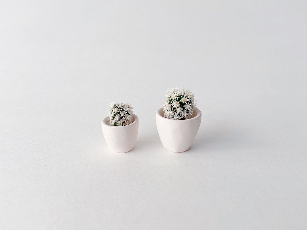 Two Candace Mini Cactus in white clay pots to show size difference in cactus and succulents