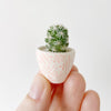 Mini Cactus + Pink Mini Planter; Cacti + Succulents.