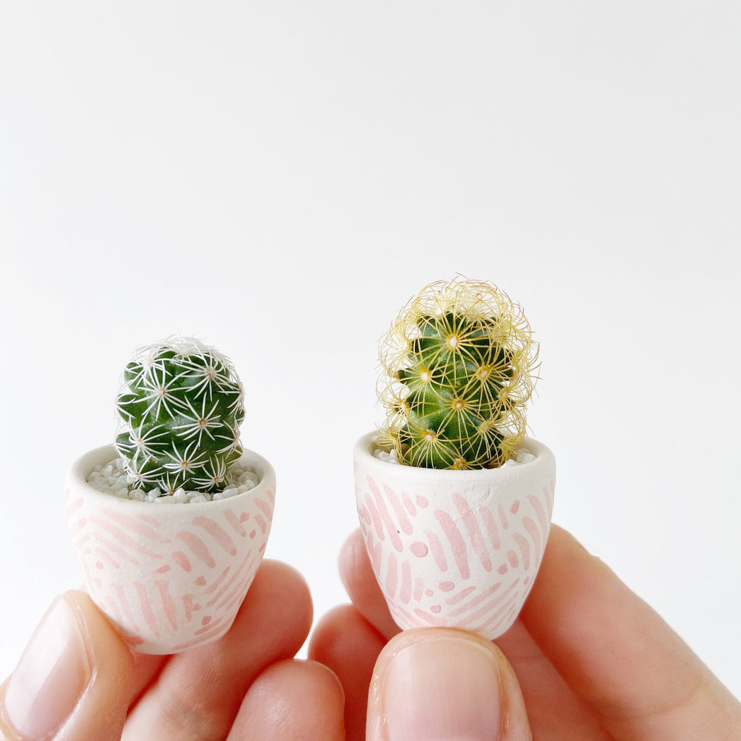Mini Cactus + Pink Mini Planter; Cacti + Succulents.