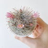 Pink blooming cactus in the best pot for cacti and succulents