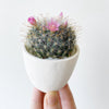 Hand holding the flowering barrel cactus named Frankie 
