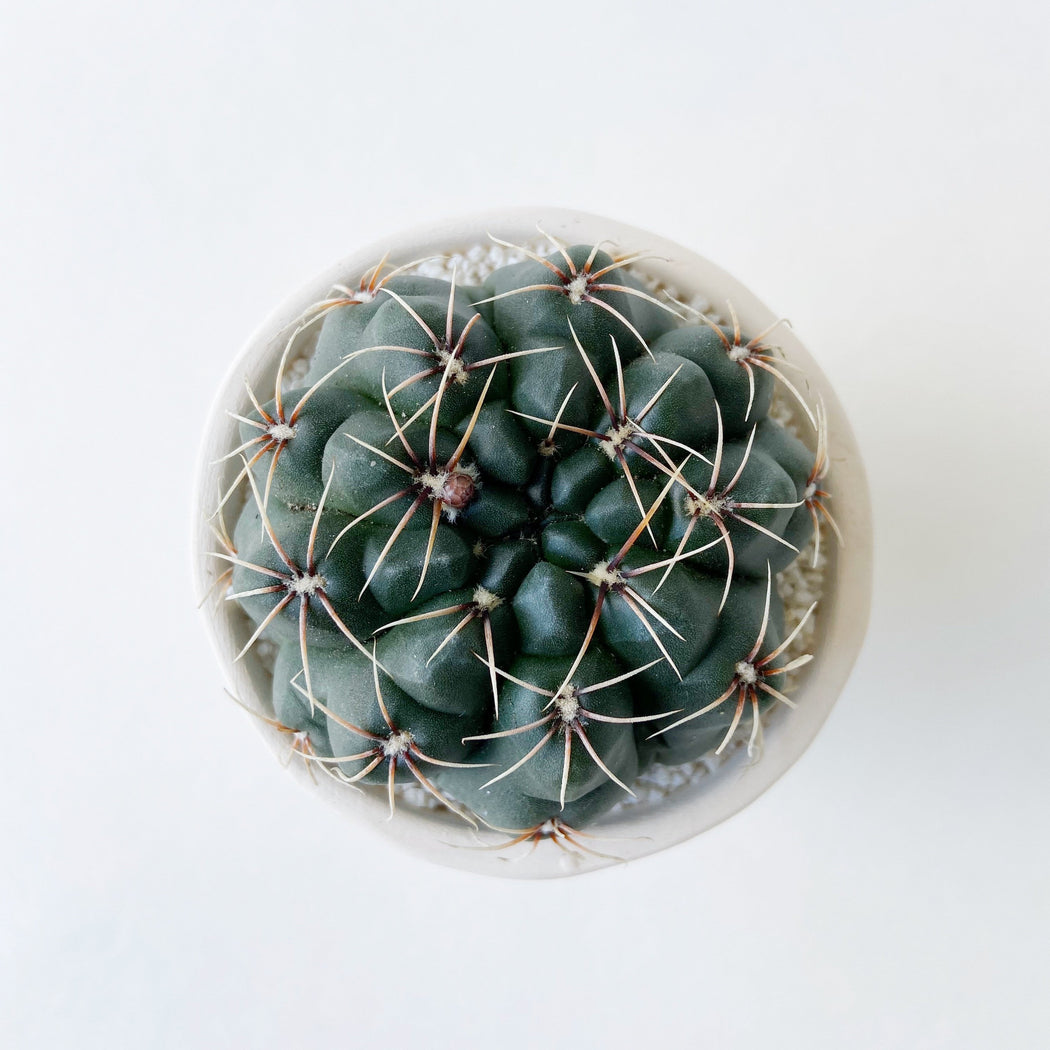 Jenell Cactus + Handmade Ceramic Planter; Cacti + Succulents.