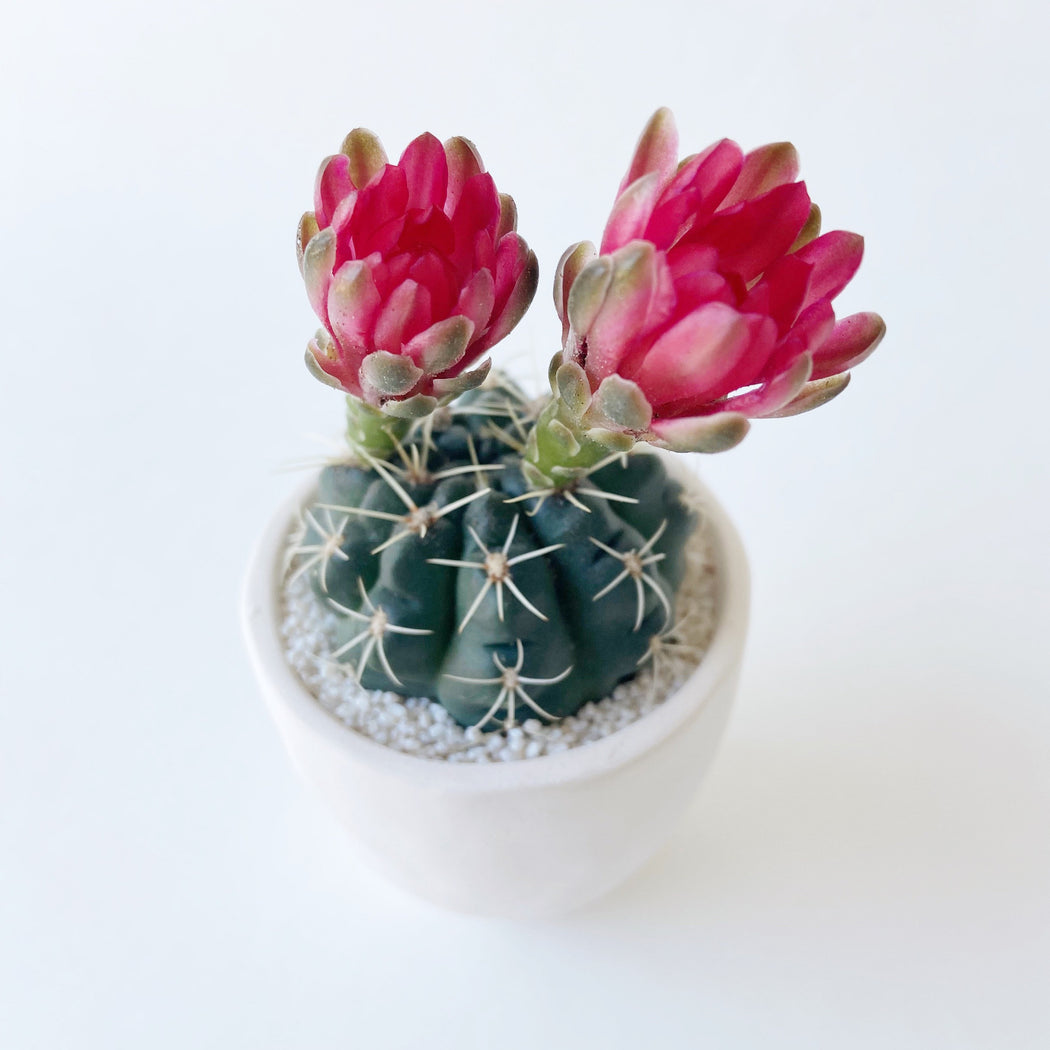 Jenell Cactus + Handmade Ceramic Planter; Cacti + Succulents.