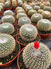 Multiple rows of the barrel cactus named Cortez with the cactus in the front showing a bright red bloom