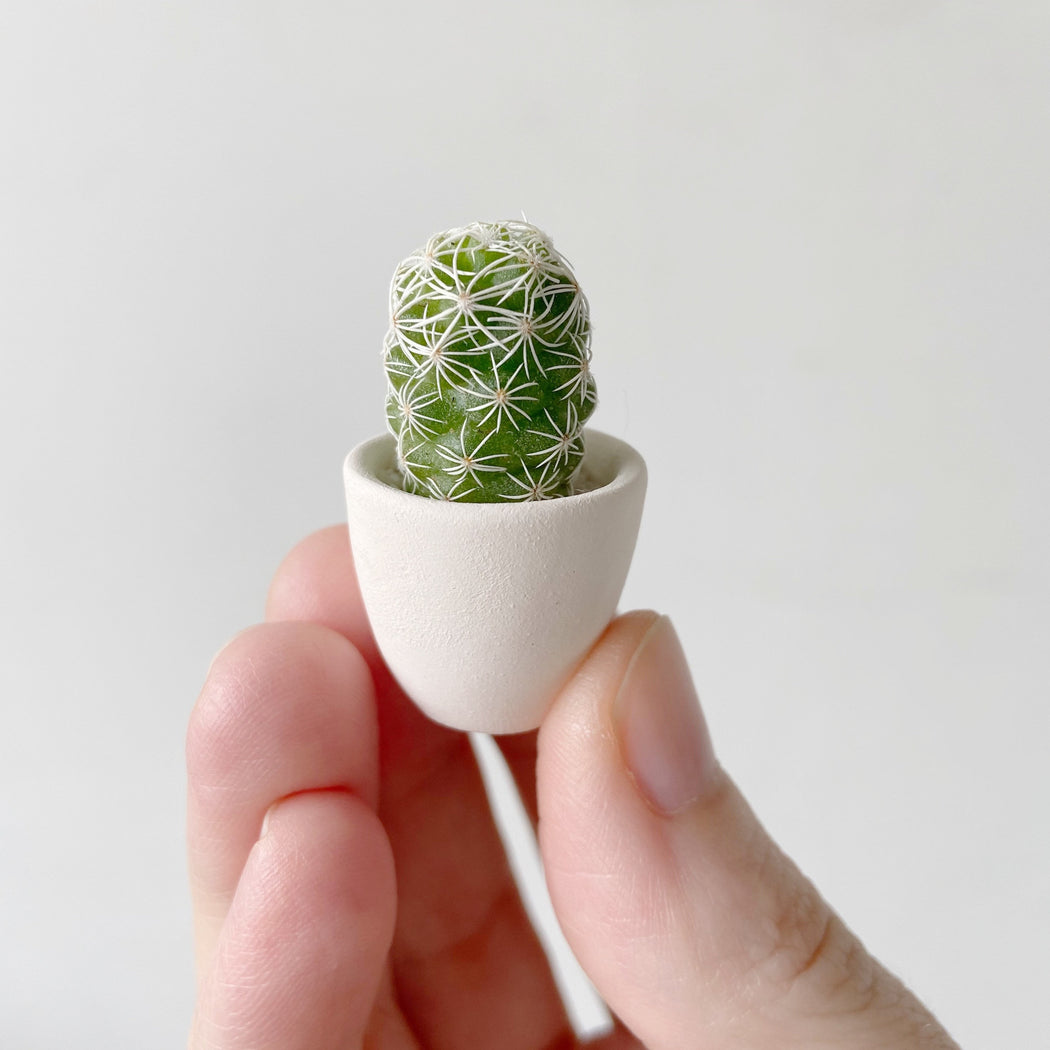 Lino Mini Cactus + Handmade Ceramic Planter; Cacti + Succulents.