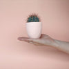 June Blue Cactus + Handmade Ceramic Planter; Cacti + Succulents.