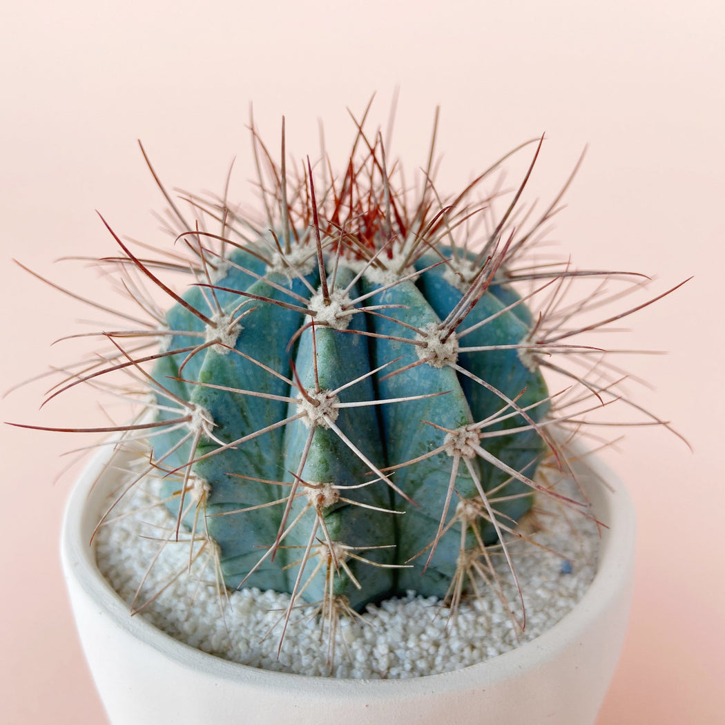 June Blue Cactus + Handmade Ceramic Planter; Cacti + Succulents.