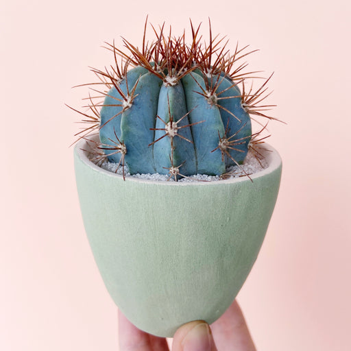 June Cactus + Handmade Ceramic Planter; Cacti + Succulents.