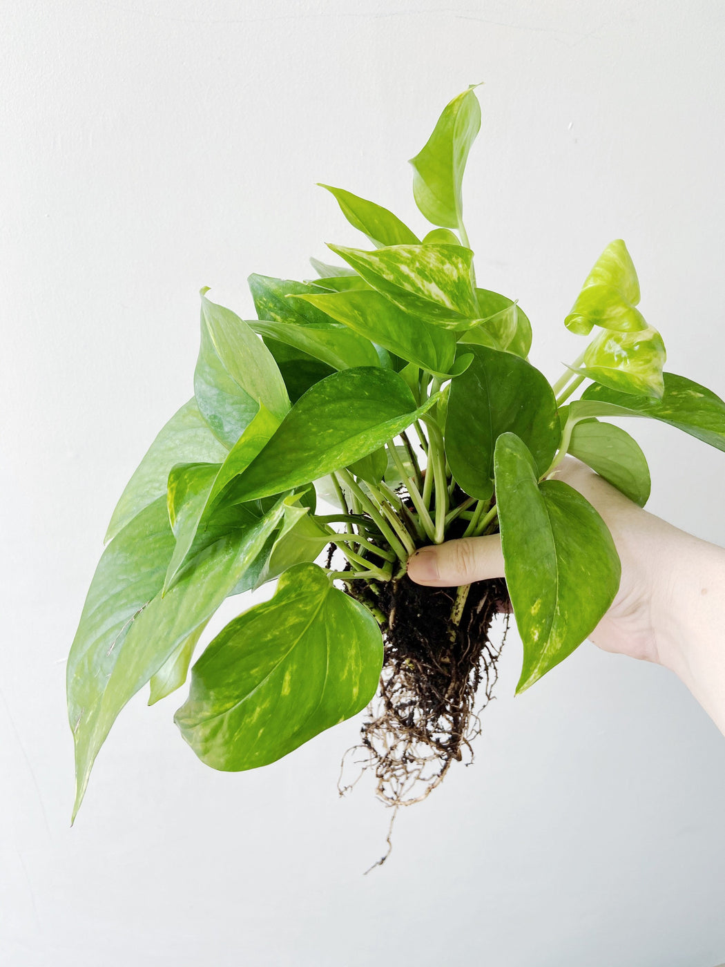 Easiest houseplants to take care of - Golden Pothos