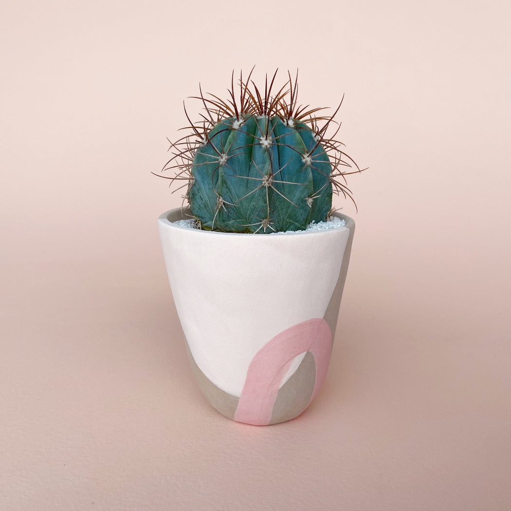 June Blue Cactus + Handmade Ceramic Planter; Cacti + Succulents.