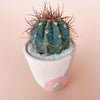 June Cactus + Handmade Ceramic Planter; Cacti + Succulents.