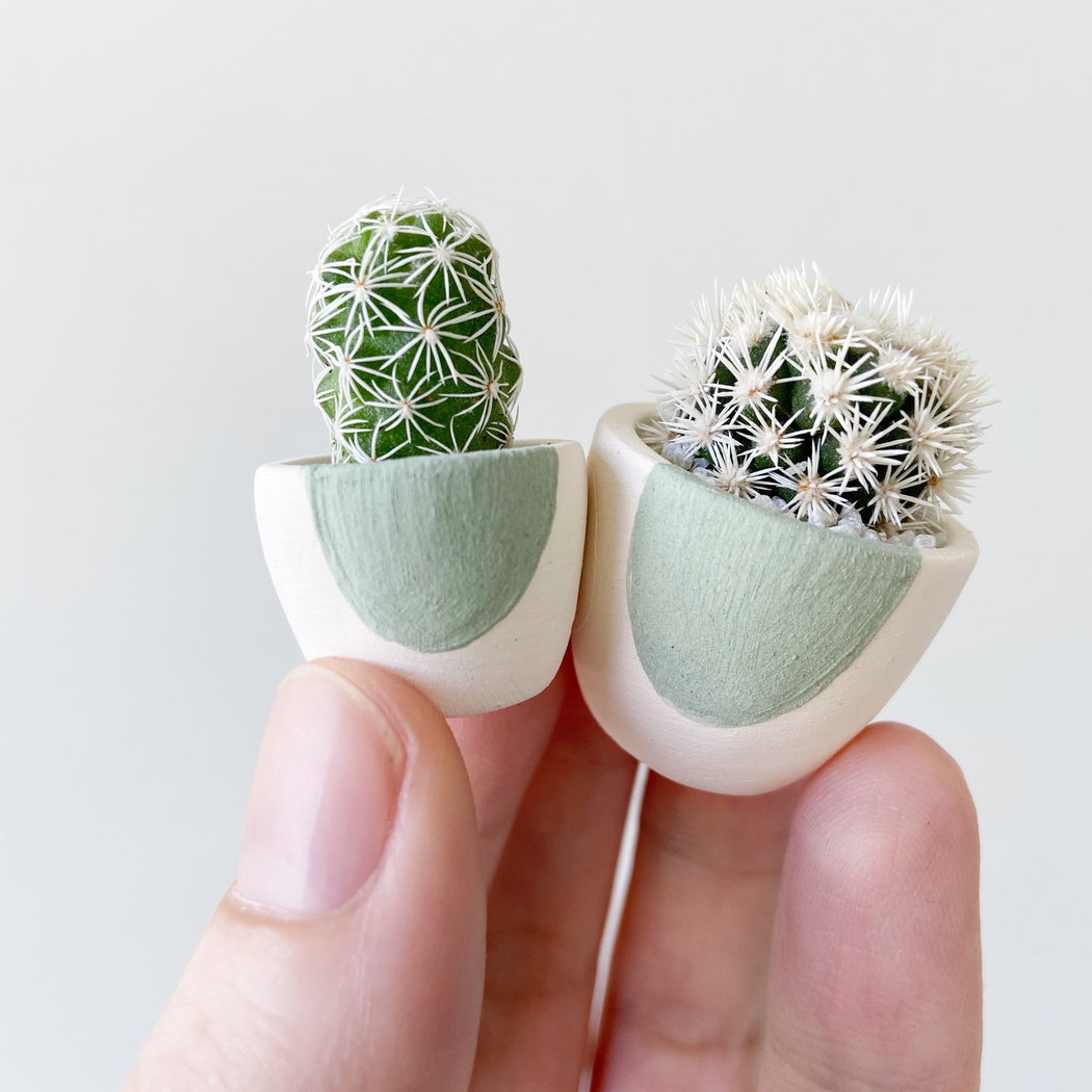 Mini Cactus + Green Circle Mini Planter; Cacti + Succulents.