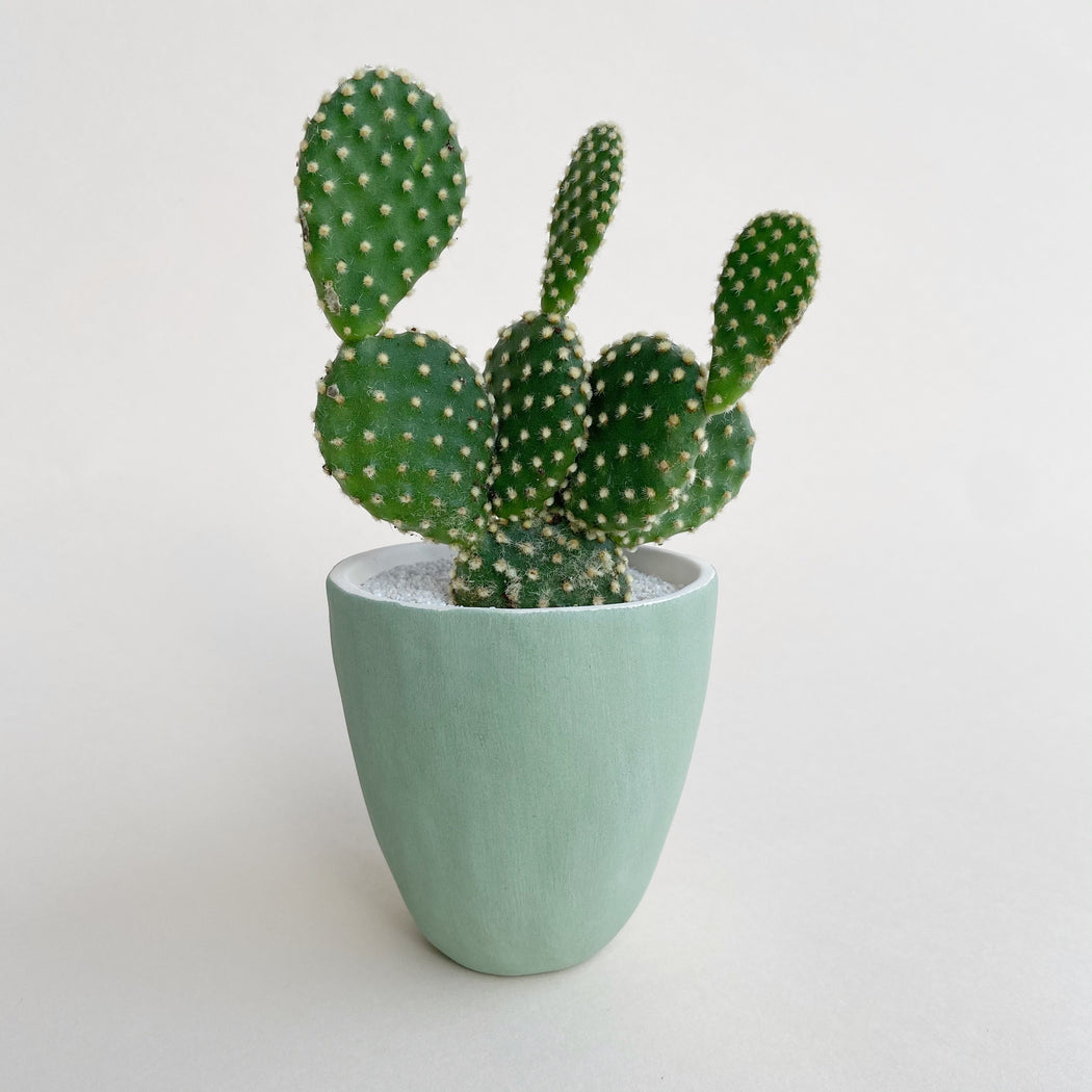Olivia Cactus + Handmade Ceramic Planter; Cacti + Succulents.