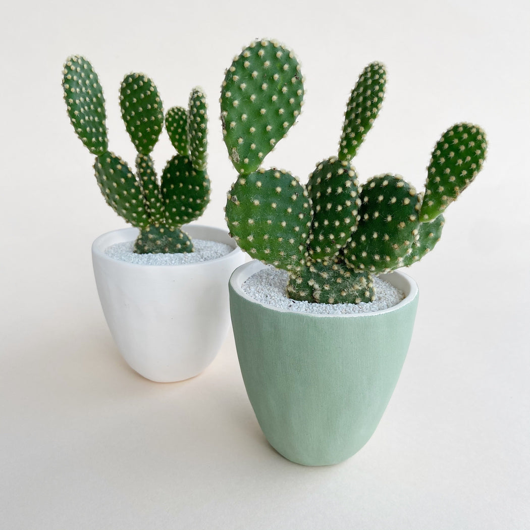 Olivia Cactus + Handmade Ceramic Planter; Cacti + Succulents.