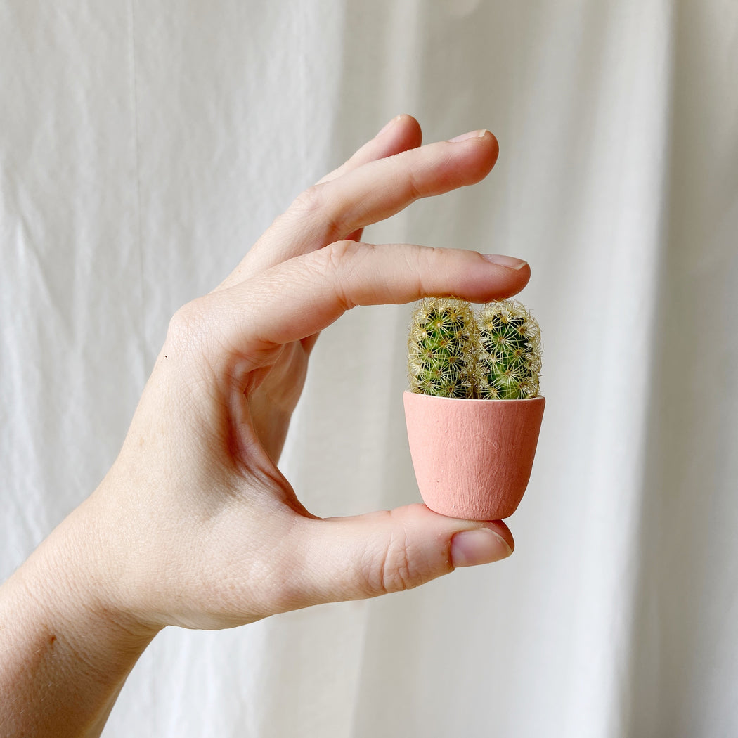 You + Me Mini Cactus + Ceramic Mini Planter