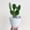 Olivia Cactus + Handmade Ceramic Planter; Cacti + Succulents.