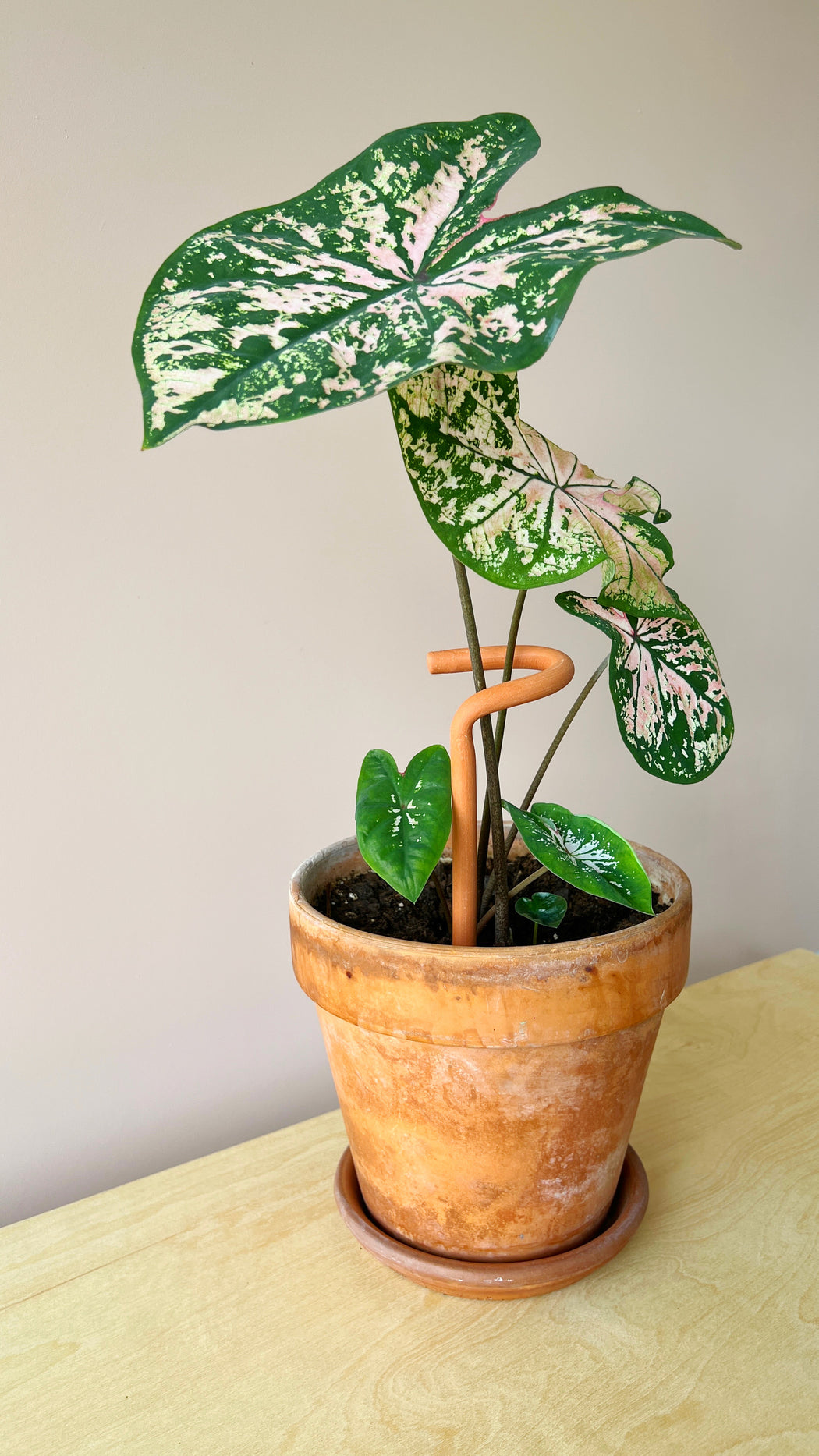 large indoor plant supports The Hook Plant Support Stake + Trainer