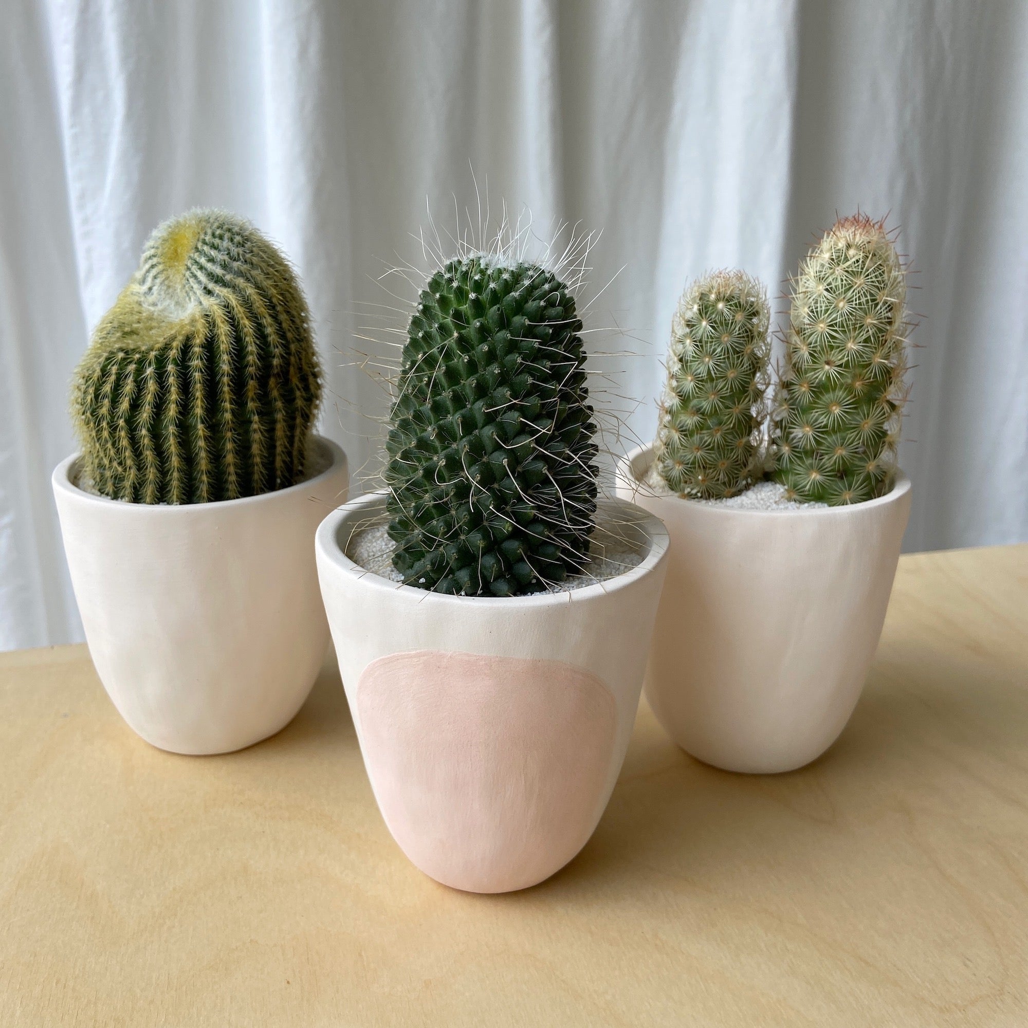 cute large plant pots SURPRISE! Large Cactus + Handmade Ceramic Planter