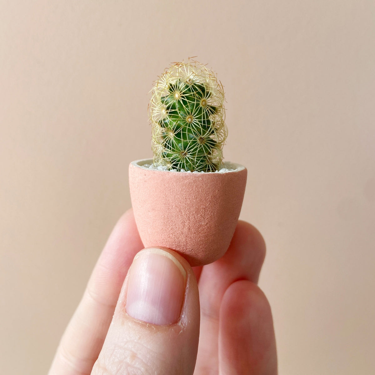 Fernando Mini Cactus + Mini Ceramic Planter